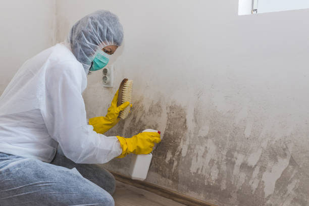 Best Residential Mold Remediation in Richland, MO
