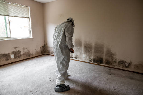 Best Commercial Mold Remediation in Richland, MO