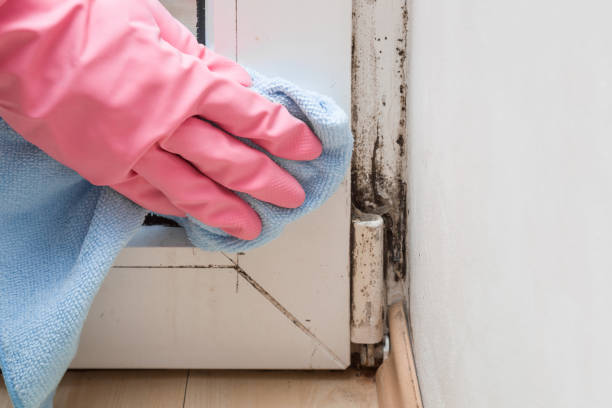 Best HVAC Mold Remediation in Richland, MO