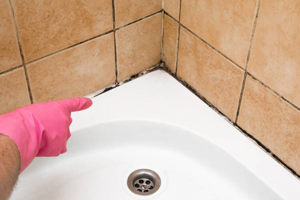 Best Bathroom Mold Remediation in Richland, MO